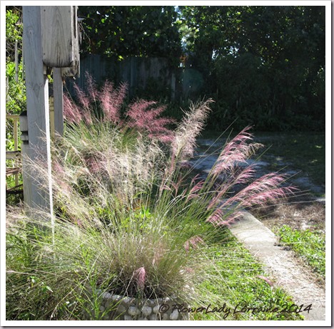 11-04-pink-muhly-3