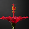 Item logo image for Red hibiscus flower