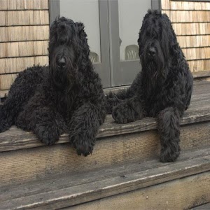 Black Russian Terrier