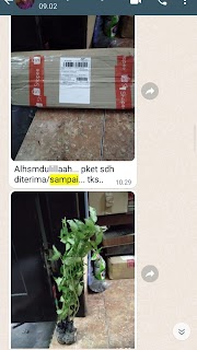 Testimoni Pelanggan Bibit Pohon