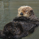 Sea Otter