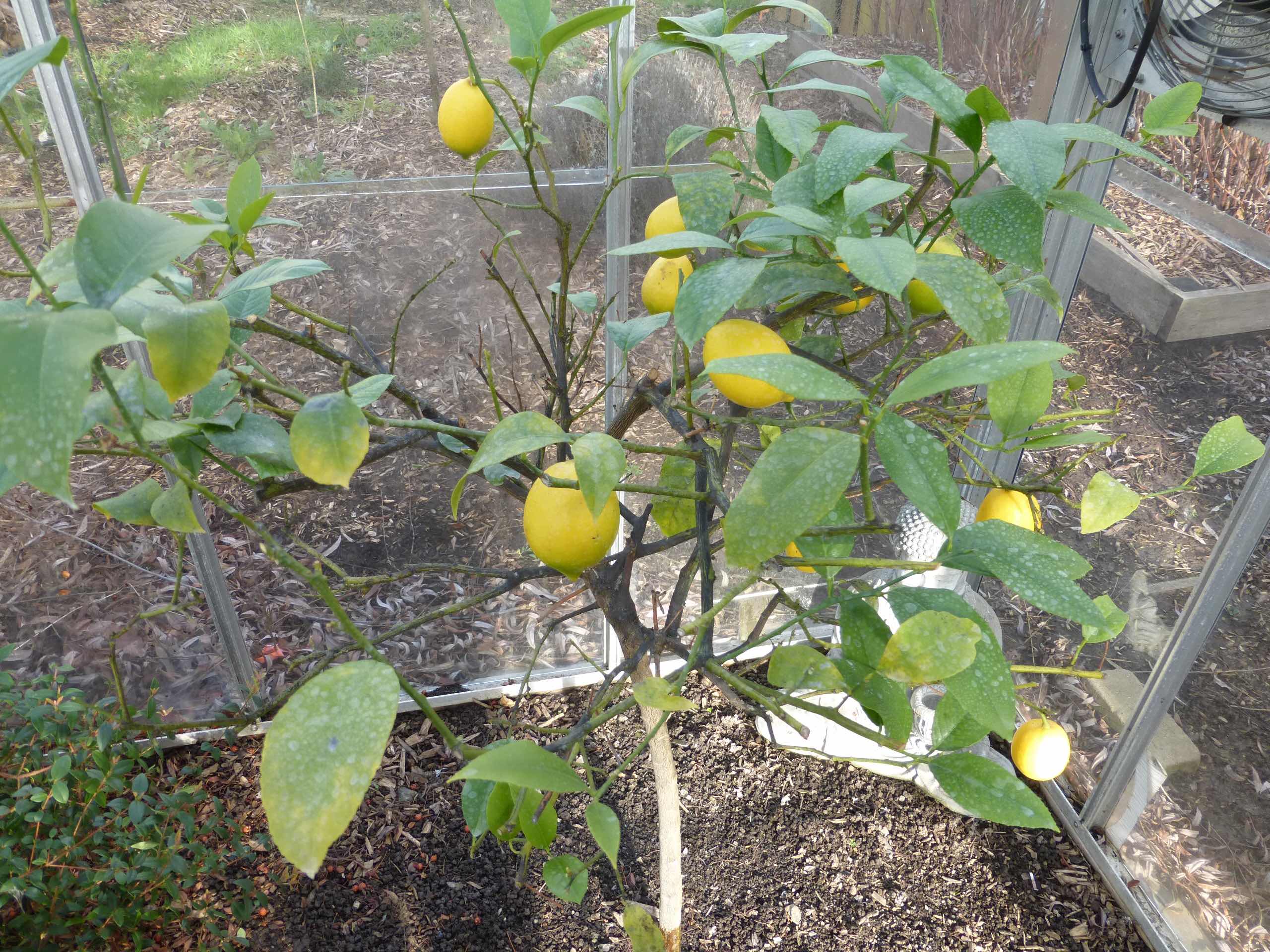 Owari Satsuma Mandarin Tree - PlantingTree