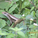 Skink