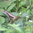 Skink