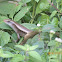 Skink