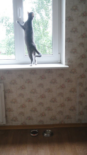 коты и ленин