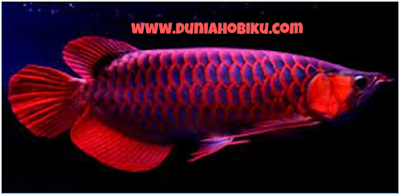 Ikan Arwana Super Red