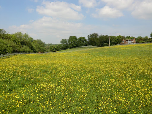 CIMG7016 Wildflower meadow off Rectory Road