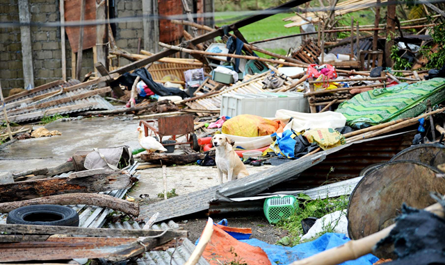 A dog and a duck sit amongst the ruins of a house after Super Typhoon Mangkhut hit the town of Alcala, Cagayan province on 15 September 2018. Photo: Ted Aljibe / AFP / Getty Images