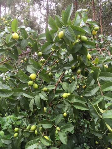 Homesteading in Hawaii: Guava Abundance