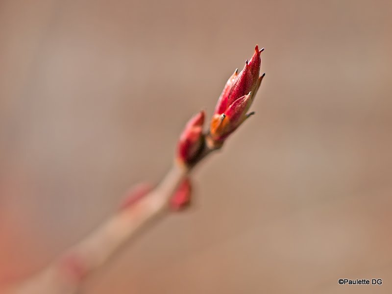 Prémices Premices-printemps_20120115_5856