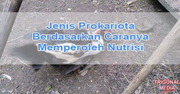 Jenis Prokariota Berdasarkan Caranya Memperoleh Nutrisi