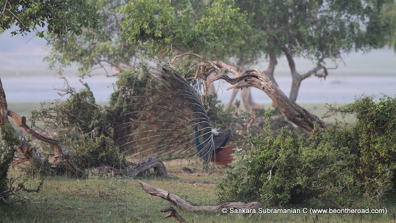 Peacock Mating Dance - 4