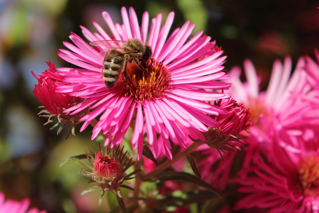 IMAGE: https://lh3.googleusercontent.com/-DzP93RmpakU/Togsx6yXQ4I/AAAAAAAABVA/_FtTZH-W3PE/s1024/IMG_9969.JPG