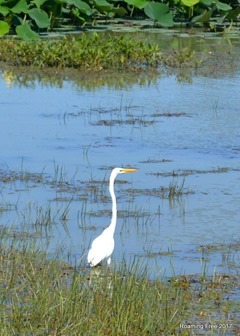 Great Egret