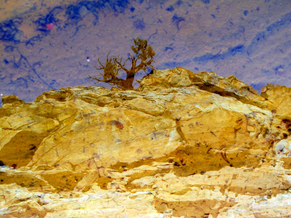 Tree and cliff reflected in a pool