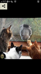 حيوانات مضحكة جدا - náhled