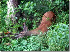 Doe across the creek