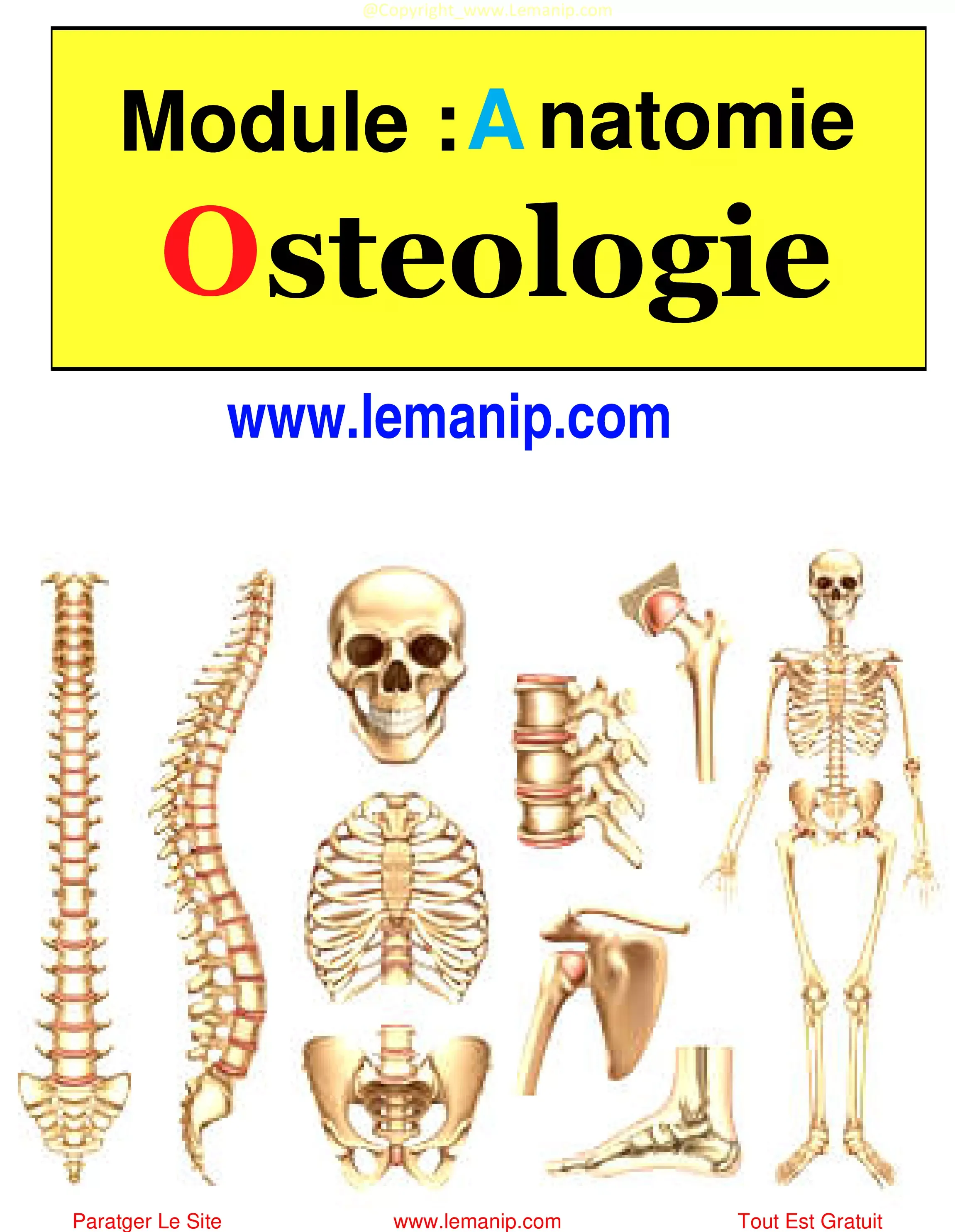 Ostéologie Anatomie Physiologie