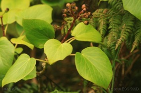 Hedera azorica