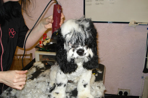 Charlie Brown, American cocker spaniel, being groomed