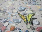 Butterfly Sunbather - Original Painting