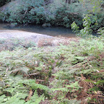 Looking over the ferns to the Hacking River (173268)