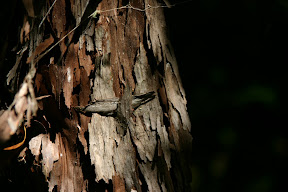 Tree bark