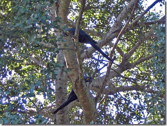 passo-do-lontra-pesca-arara-azul