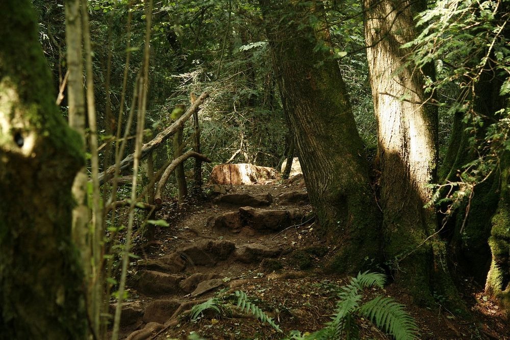 Puzzlewood: Tolkien's Inspiration For Middle Earth Puzzlewood-12?imgmax=1600