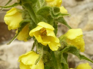 Dziewanna kutnerowata kwiaty Verbascum phlomoides flowers