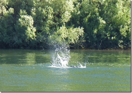 Sea Lion, Rogue River, Huntley Park, Gold Beach Oregon