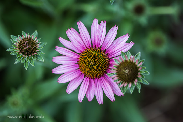 Echinacea Pixie Meadowbrite Echin-pixie-meadowbrite-130720-79rm