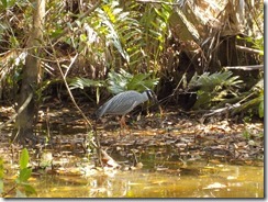 Bird eating crab