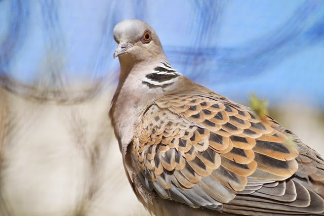 Digiscoping at Pensthorpe with Wex and Danny Porter