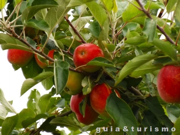 Colher maças em Fraiburgo