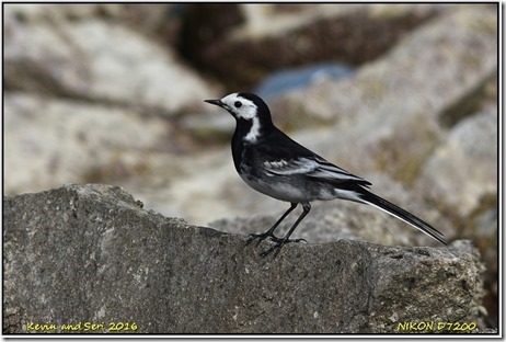 Draycote Waters - April