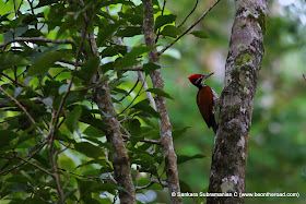 Black Rumped Flameback (Lesser Golden-Backed) Woodpecker at Valparai - 1