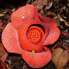 Rafflesia Patma