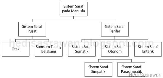 Sistem saraf pada manusia