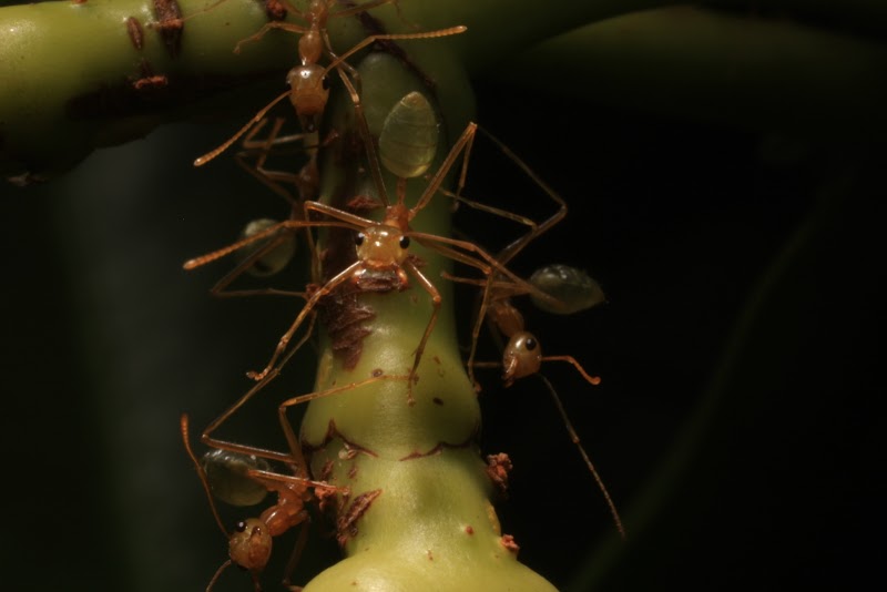 Oecophylla smaragdina