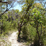 Track west of Deep Bay creek (354683)