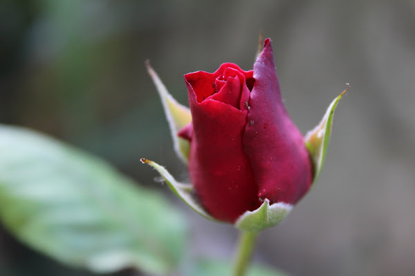 Nascita di una rosa di Michael Gere