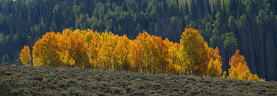 Fall colors along Miller Flat Road