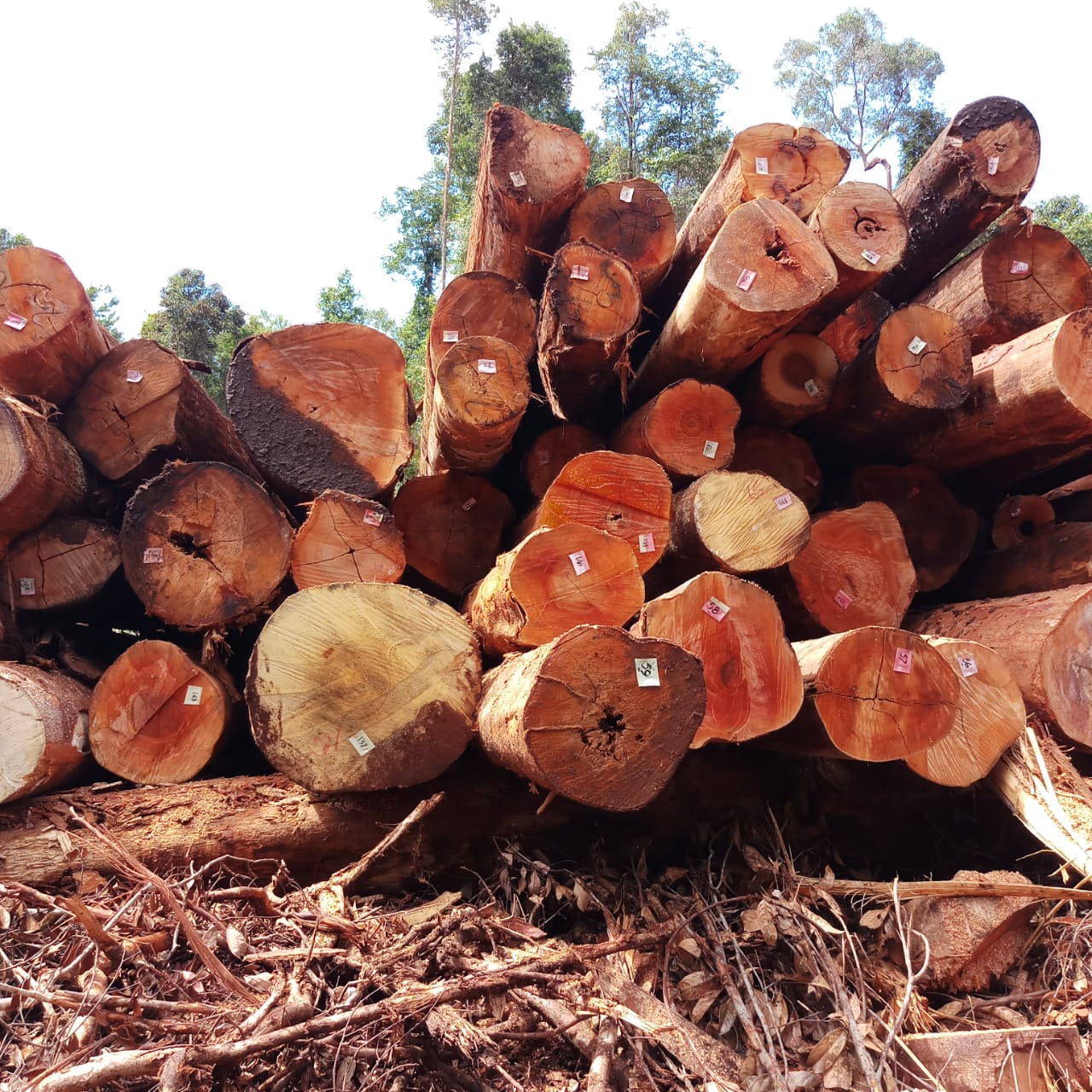 Penebangan Kayu di Hutan Bunut Hilir, Masyarakat Bergejolak 