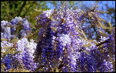 wisteria4