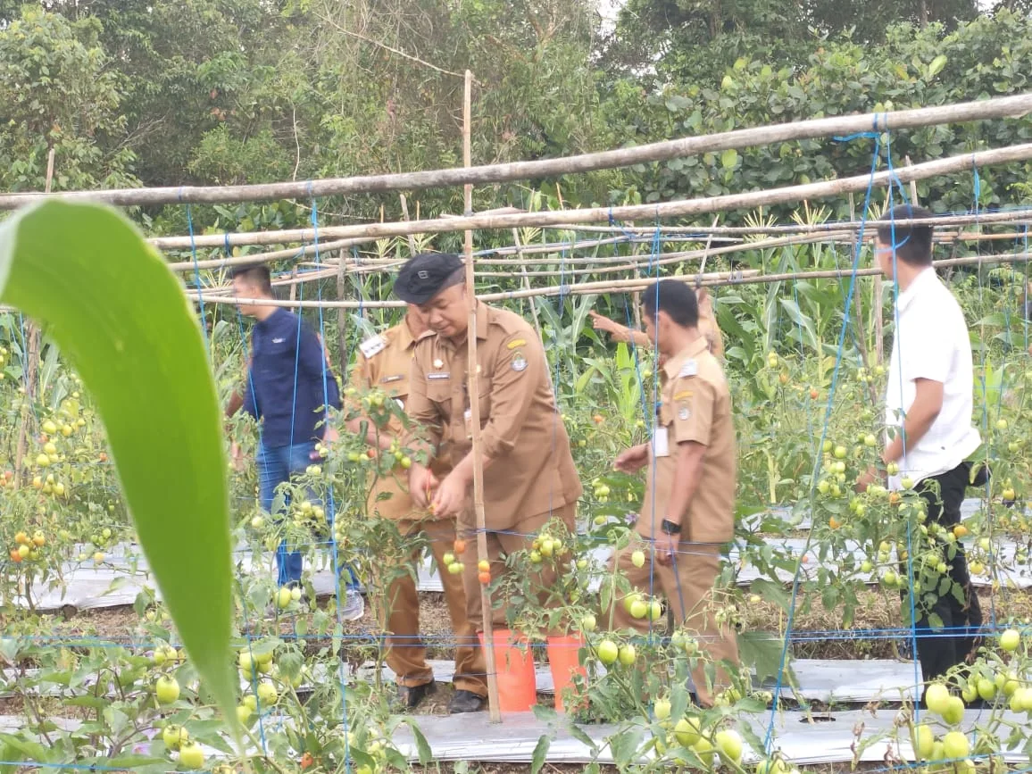 kepala desa Sukamaju kecamatan Muara Pawan Supardi saat bersama sekda Ketapang panen perdana kebun desa kelompok tani Taruna Maju, Selasa (20/12/22)