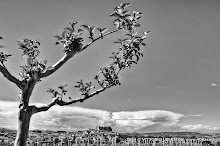 3 maggio 2014 Grana, Alfiano Natta, Grazzano Badoglio, Montachiaro,Montemagno d'Asti - fotografia di Vittorio Ubertone