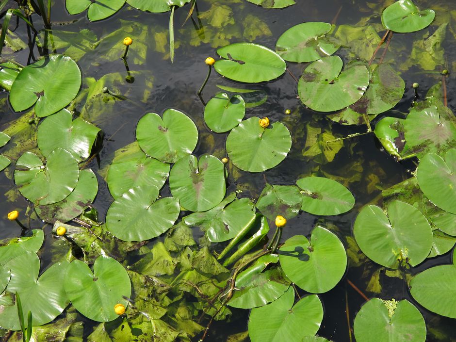 Кубышка желтая (Nuphar lutea)