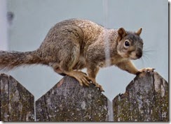 The Squirrel had a perfect view of it all.